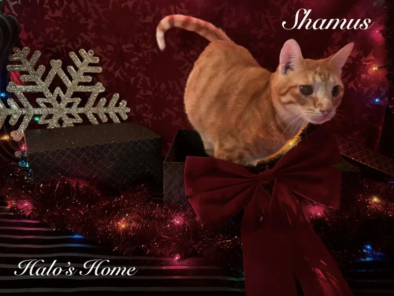 Shamus thumbnail 3