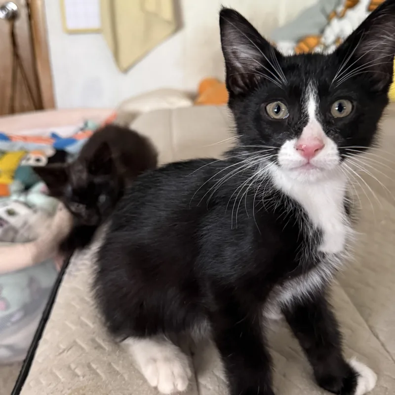 A baby medium-sized male Black & White / Tuxedo Domestic Short Hair cat named Sheen for adoption in Pendleton, OR