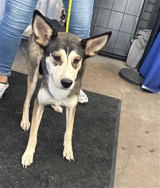 A young medium-sized male Mixed Breed dog named Tito for adoption in Dallas, TX
