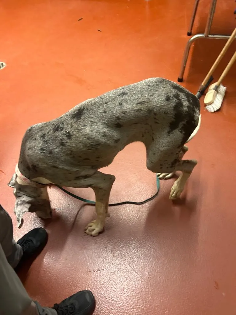 A young large-sized female Great Dane dog named Paisley for adoption in Douglasville, GA