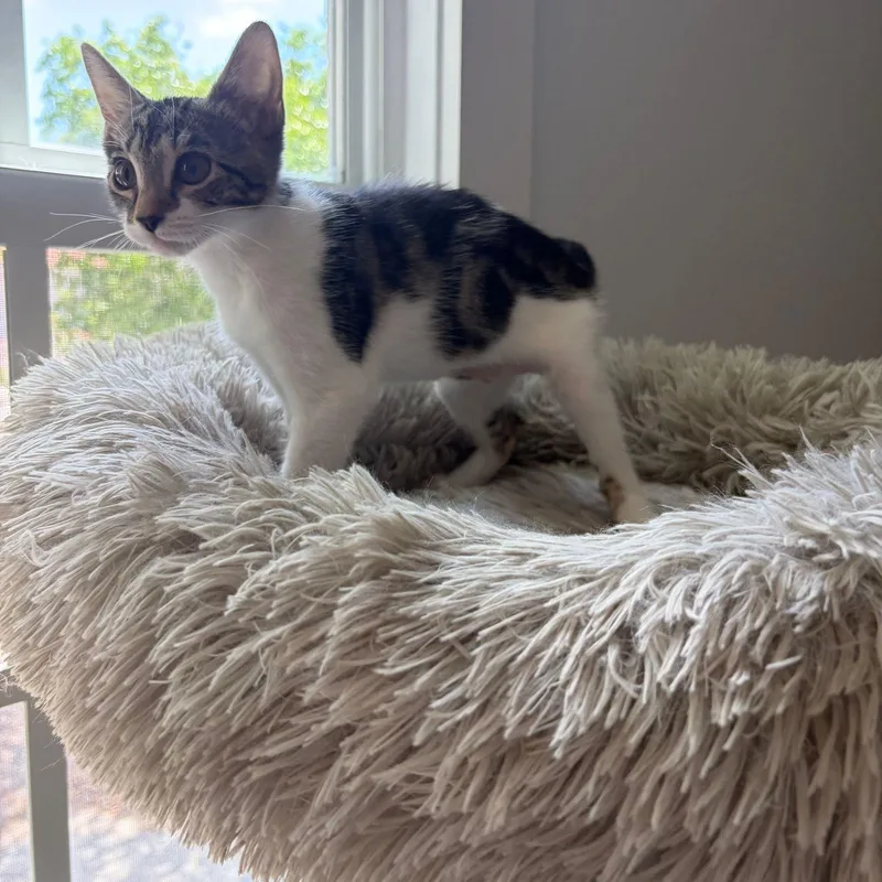 A baby medium-sized female White Domestic Short Hair cat named Claire for adoption in Lauderhill, FL