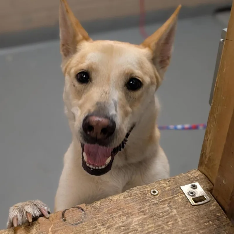 An adult medium-sized female Yellow / Tan / Blond / Fawn Yellow Labrador Retriever dog named Arwen for adoption in Tacoma, WA