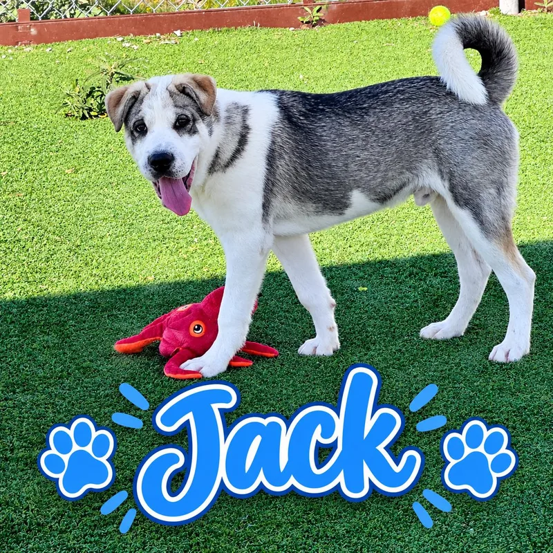Jack thumbnail 4