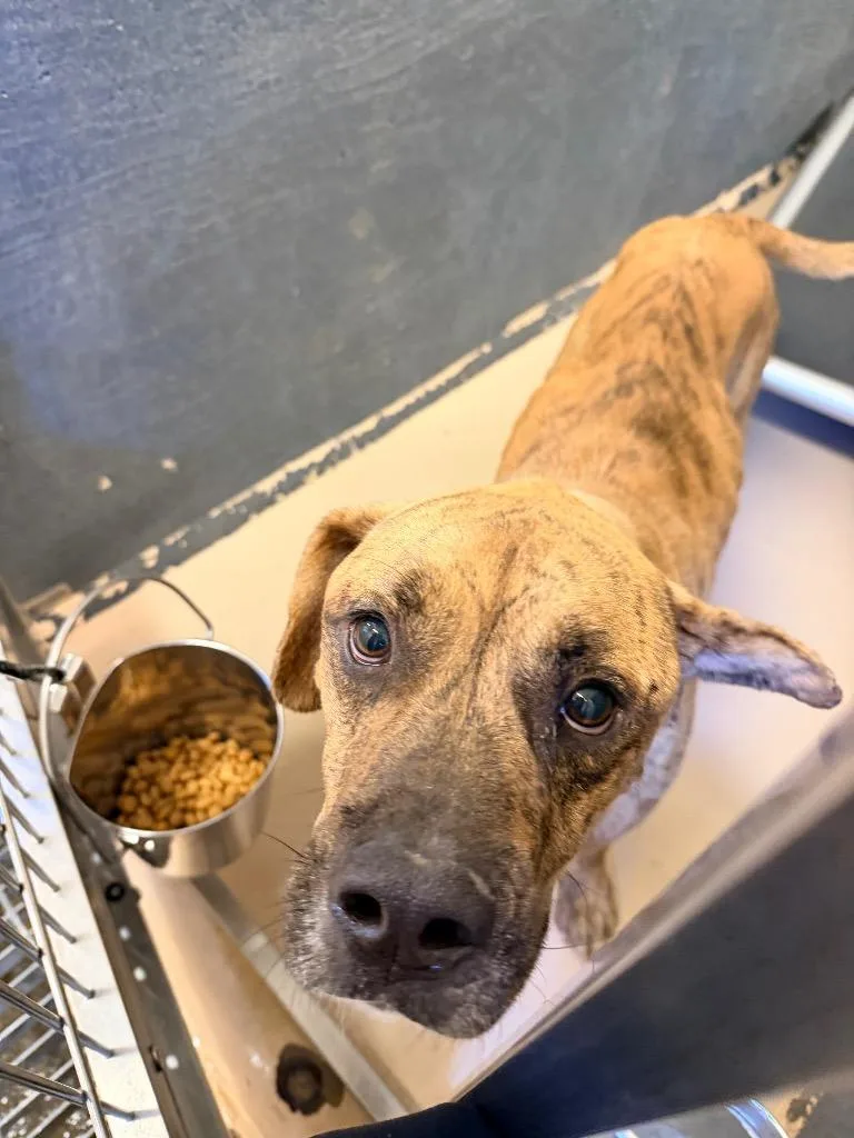 An adult medium-sized male Terrier dog named Monte for adoption in Mineral, VA