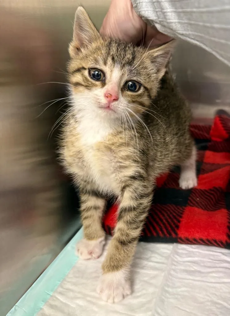 A baby medium-sized male Domestic Short Hair cat named Rain for adoption in La Porte, IN