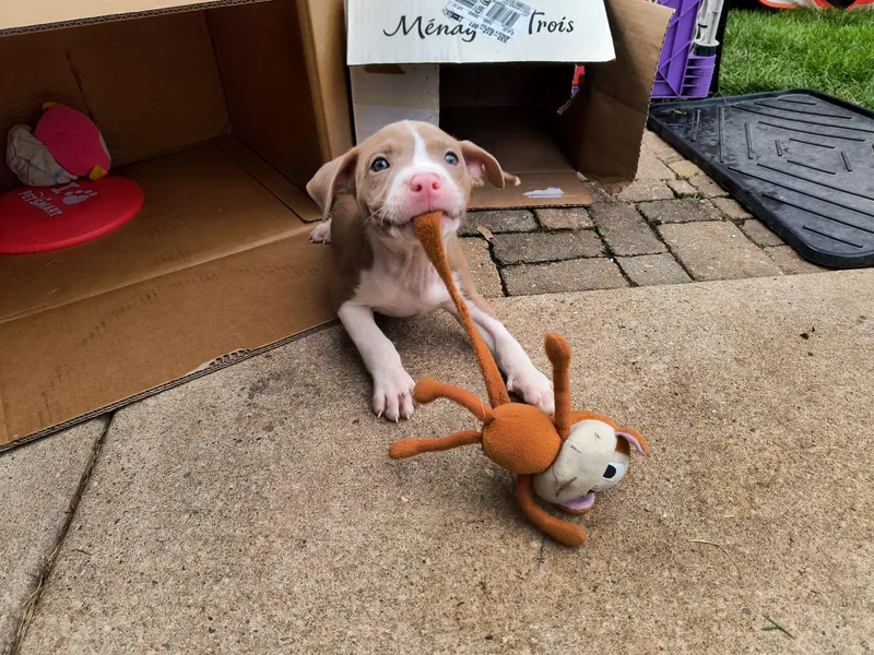 A baby medium-sized male Terrier dog named John for adoption in Aurora, IL