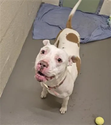 A young medium-sized female Pit Bull Terrier dog named Pearly for adoption in Hagerstown, MD