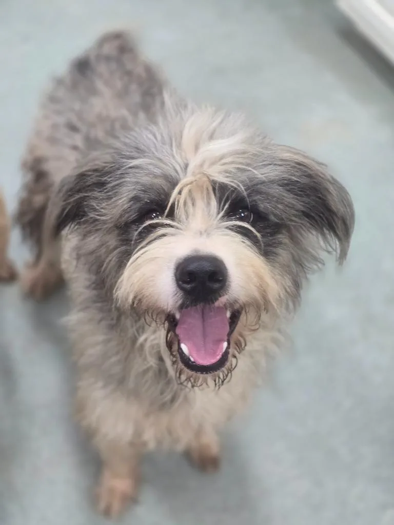 A young medium-sized male Mixed Breed dog named Einstein for adoption in Danielsville, GA