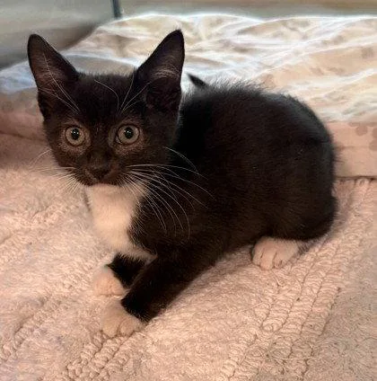 A young small-sized female Black & White / Tuxedo Domestic Short Hair cat named Courtney LaPlante for adoption in Midland, VA