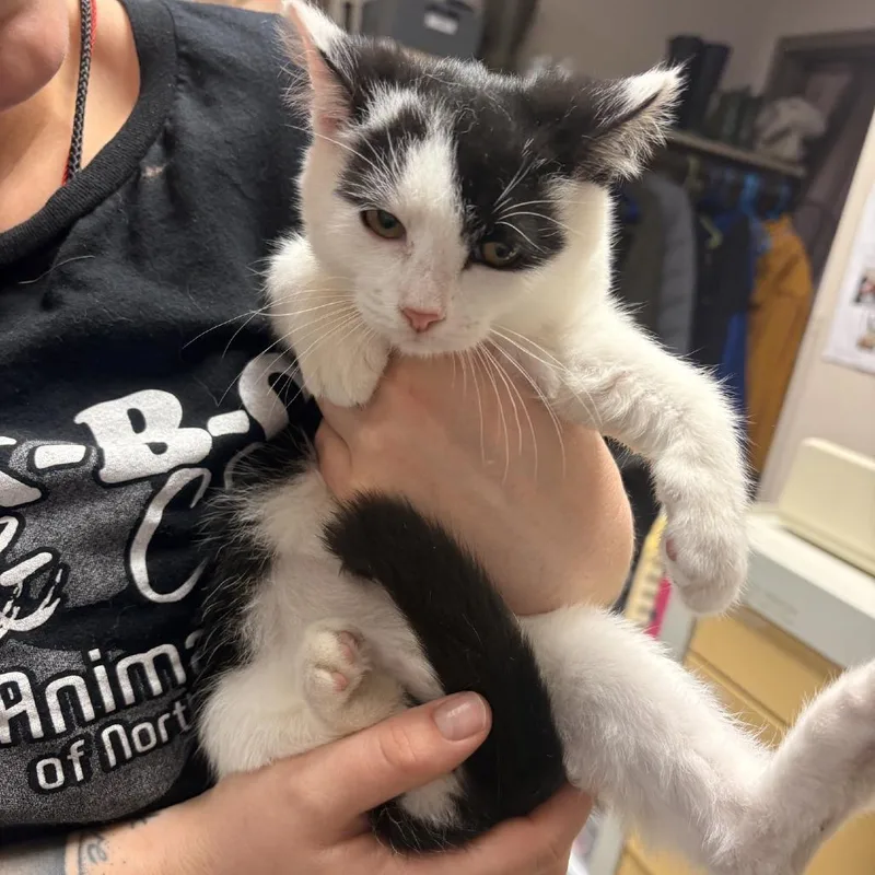A baby small-sized female Black Domestic Short Hair cat named East for adoption in Norfolk, NE