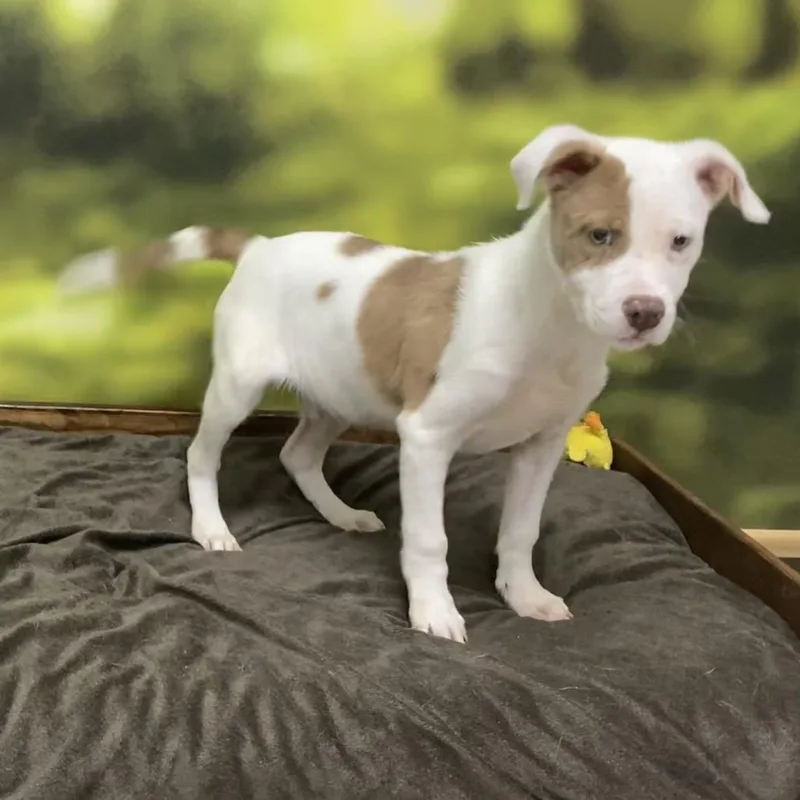 A baby medium-sized male White / Cream Mixed Breed dog named Ryker for adoption in Auburn, NH
