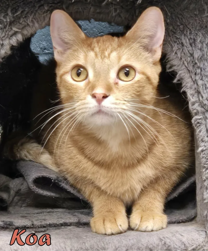 An adult medium-sized male Tabby (Orange / Red) Domestic Short Hair cat named Koa for adoption in Valparaiso, IN