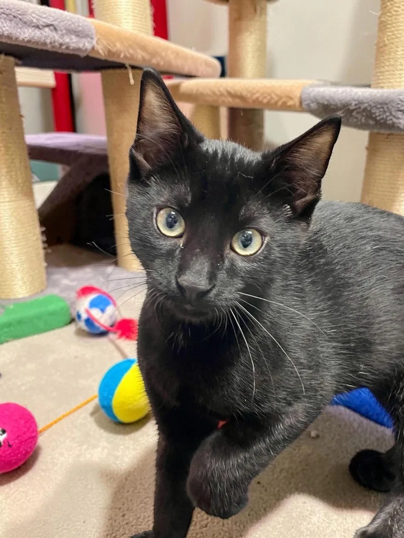 A baby medium-sized male Black Domestic Short Hair cat named Fonzie for adoption in Champaign, IL