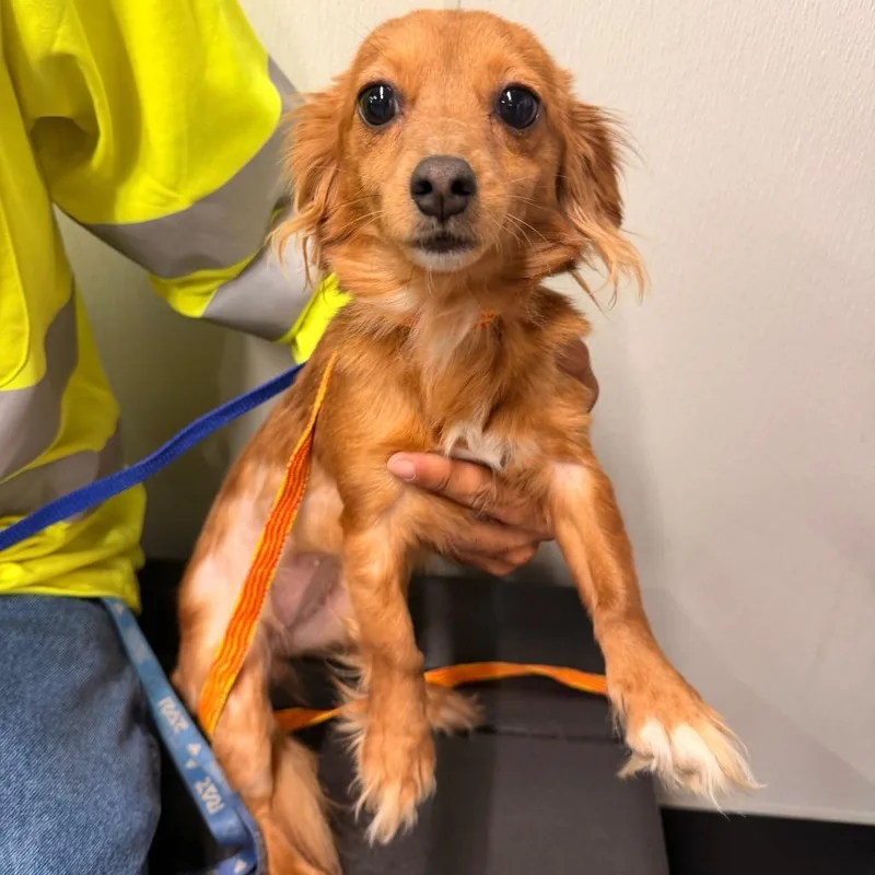 A young small-sized female Yellow / Tan / Blond / Fawn Dachshund (Miniature Long Haired) dog named Pheonix for adoption in Tampa, FL