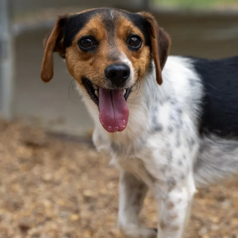 An adult small-sized male Black Beagle dog named Watson for adoption in Elizabeth City, NC
