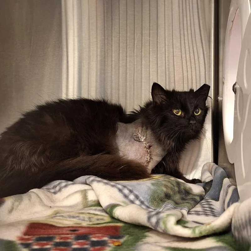An adult medium-sized female Black Domestic Long Hair cat named Anastasia for adoption in Delaware, OH