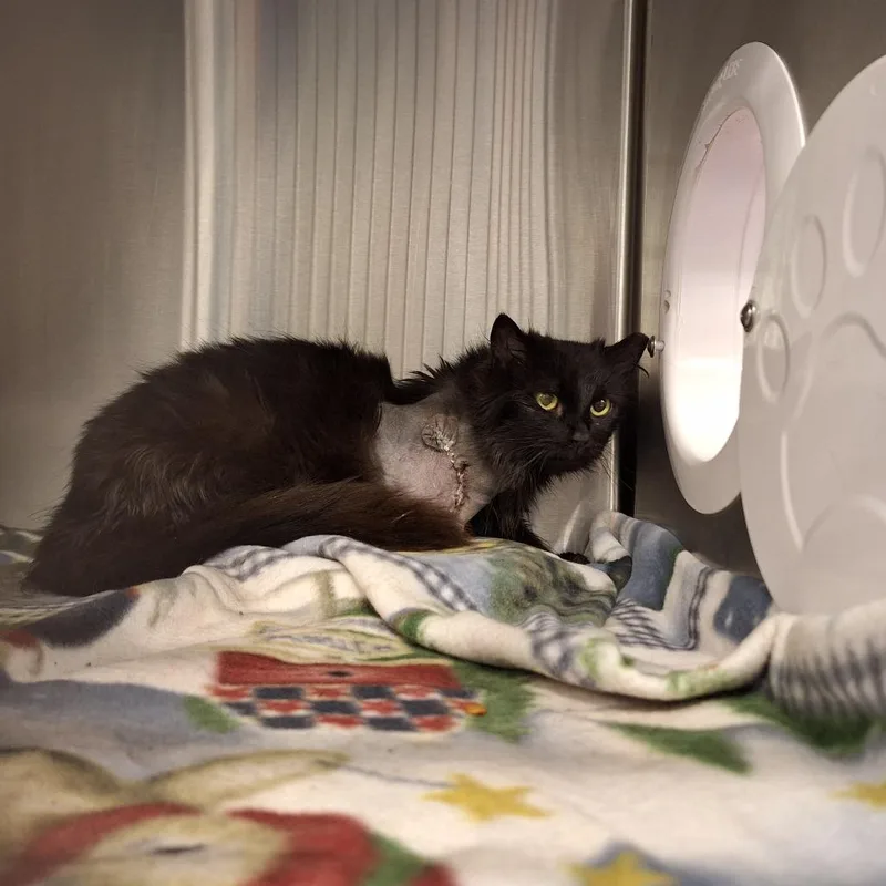 Anastasia thumbnail 2