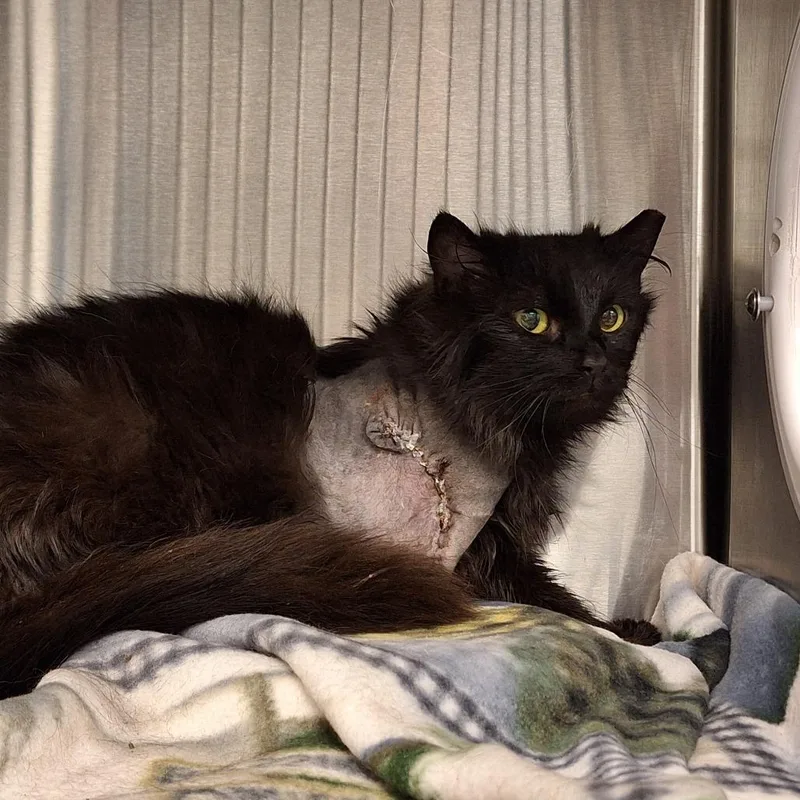 Anastasia thumbnail 3