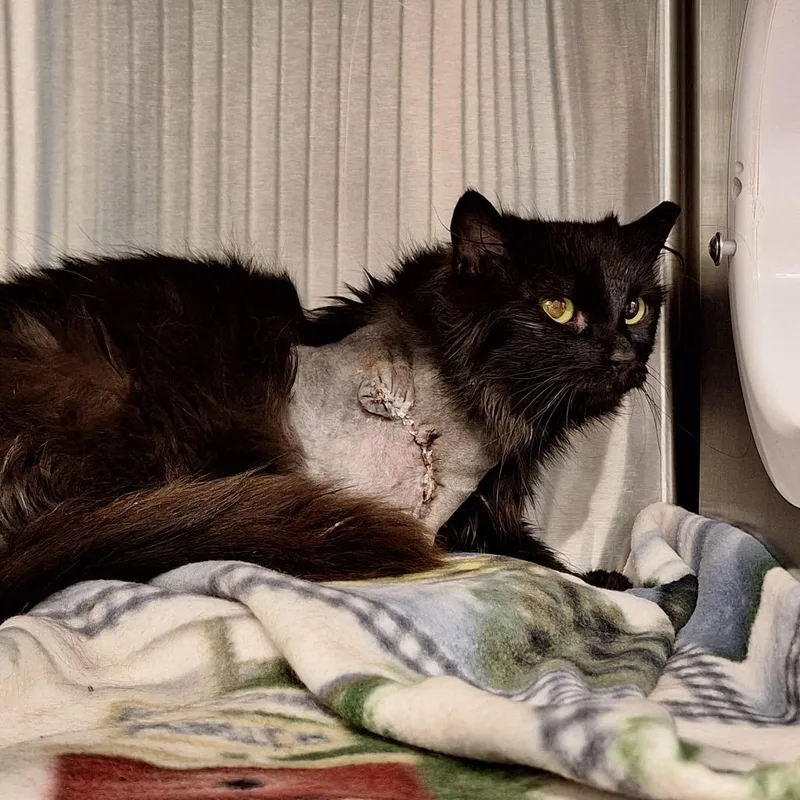 Anastasia thumbnail 4