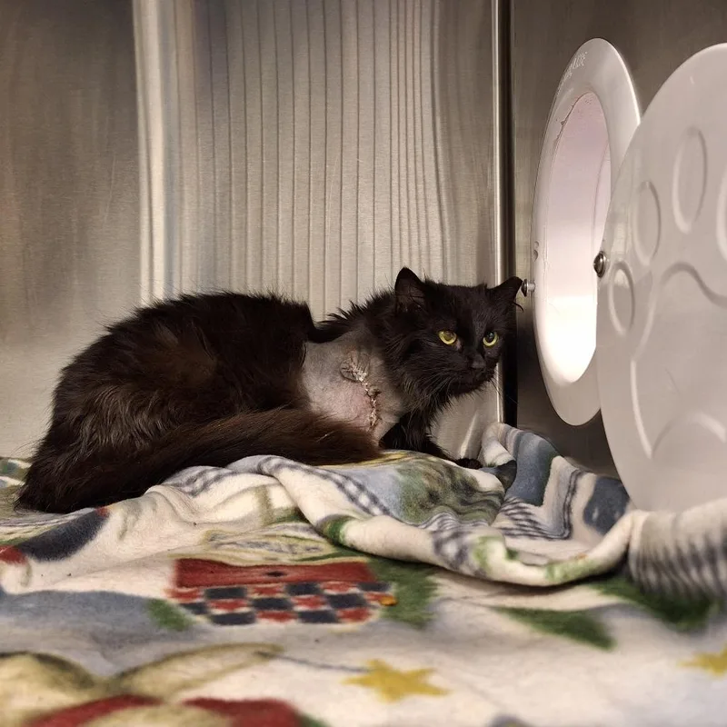 Anastasia thumbnail 5