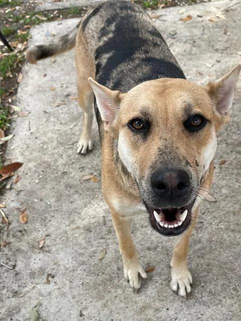 Catalina thumbnail 3