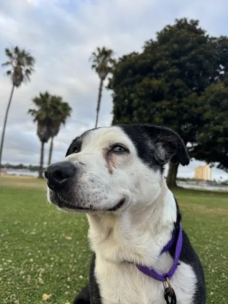 A senior medium-sized female Pit Bull Terrier dog named Jackie for adoption in San Diego, CA