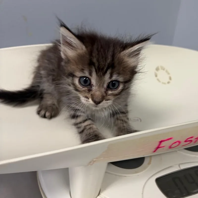 A baby small-sized male Brown / Chocolate Domestic Short Hair cat named Pixie for adoption in Columbus, GA