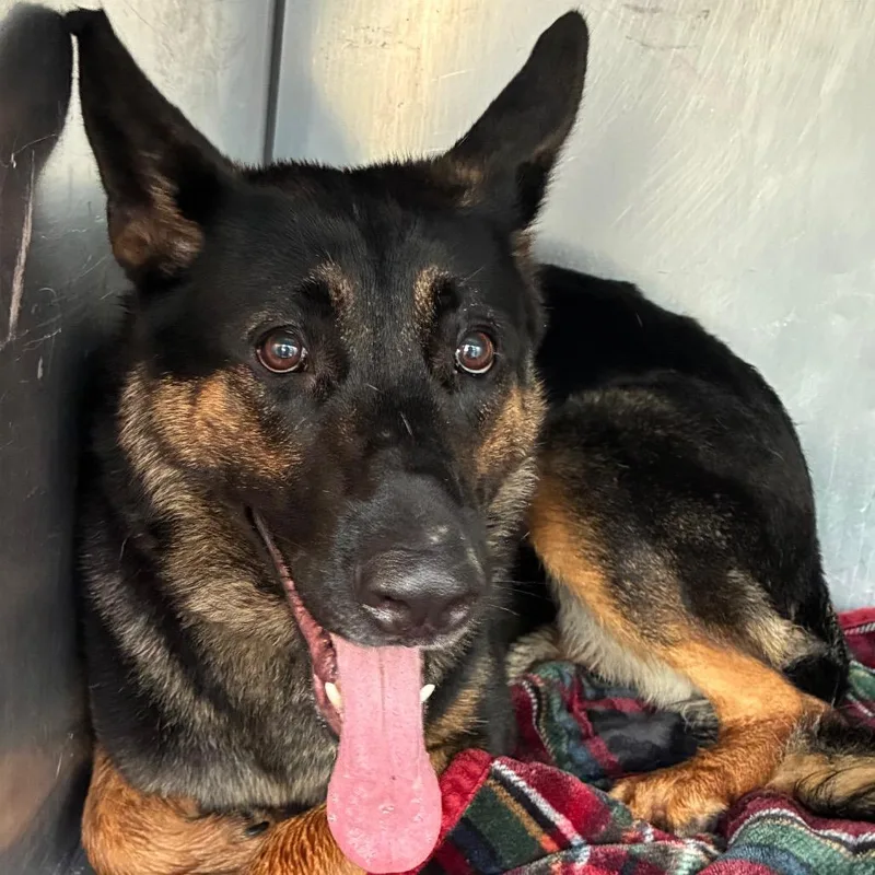 An adult medium-sized female Black German Shepherd Dog dog named Sugaree for adoption in Philadelphia, PA