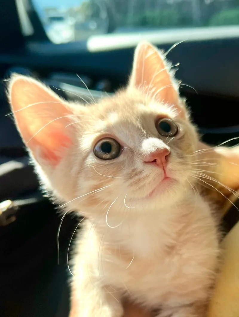 A baby small-sized male Buff & White Domestic Short Hair cat named Fire for adoption in El Monte, CA