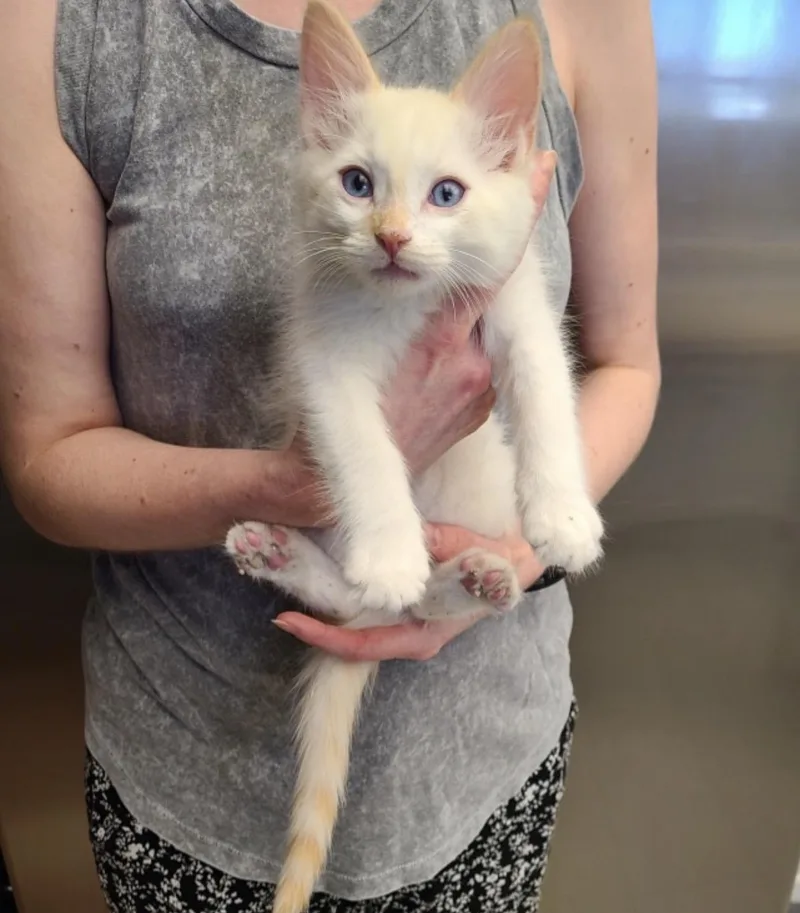 A baby medium-sized male Flame Point Siamese cat named SunnyD for adoption in Oceanside, CA