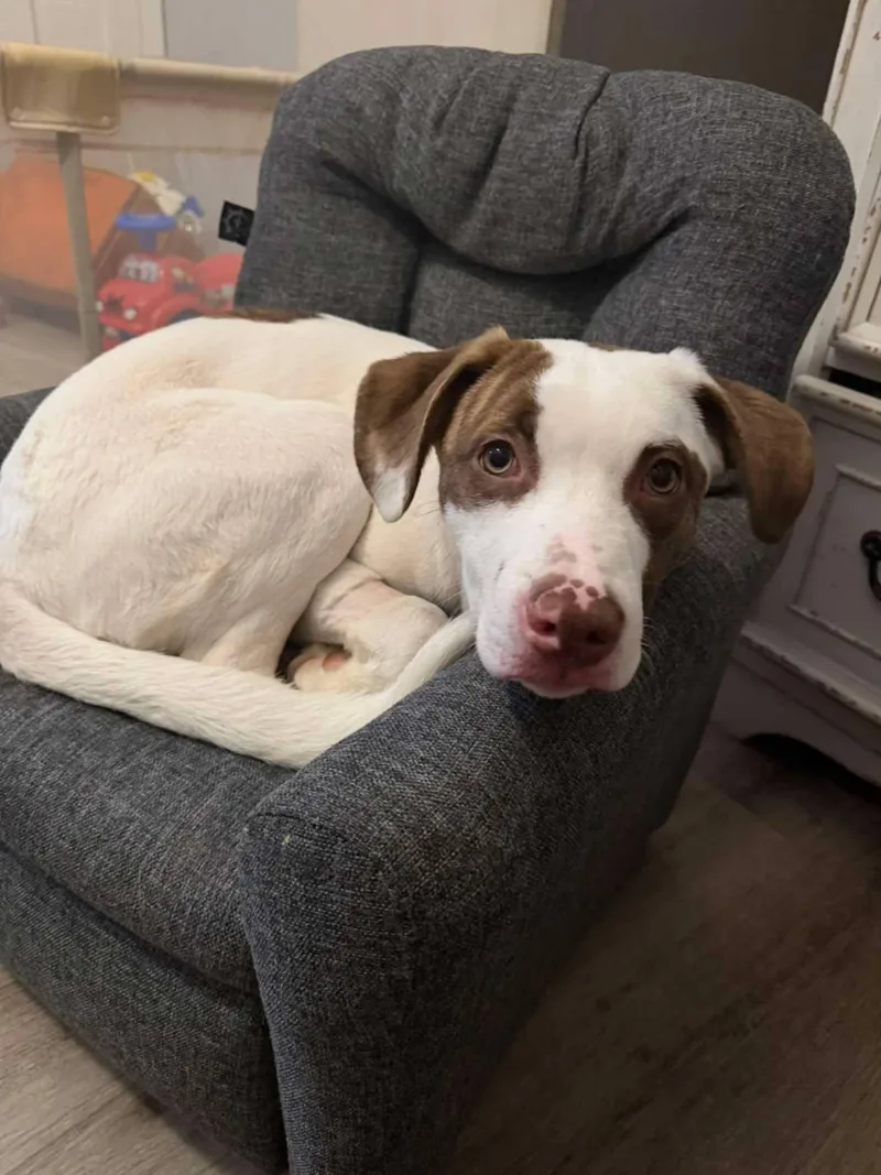 A young medium-sized male Hound dog named Duncan for adoption in Groton, CT
