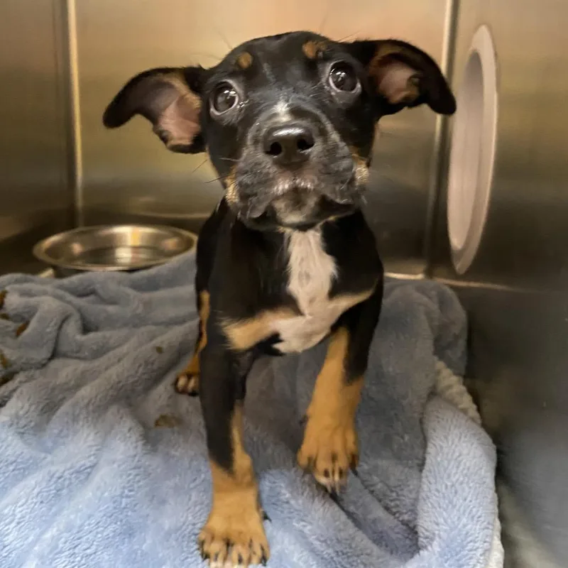 A baby small-sized male Black Chihuahua dog named Chapstick for adoption in Westminster, CA