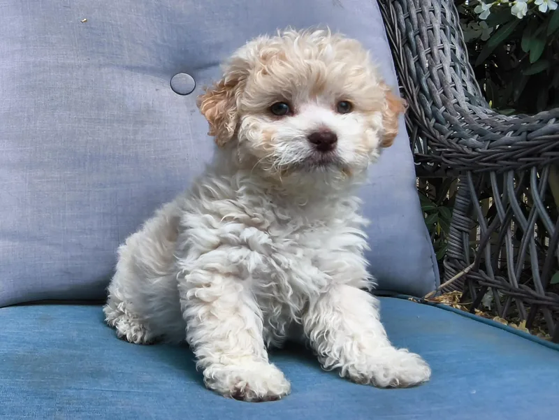 Muffin thumbnail 3