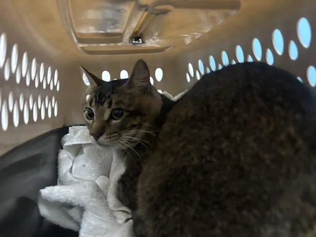 A young medium-sized male Domestic Short Hair cat named Charley for adoption in Garland, TX