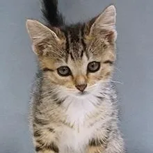A baby medium-sized female Tabby (Brown / Chocolate) Domestic Short Hair cat named Meeka for adoption in Maynardville, TN