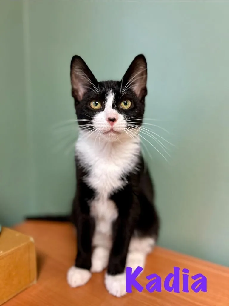 A baby medium-sized female Domestic Short Hair cat named Kadia for adoption in West Union, OH