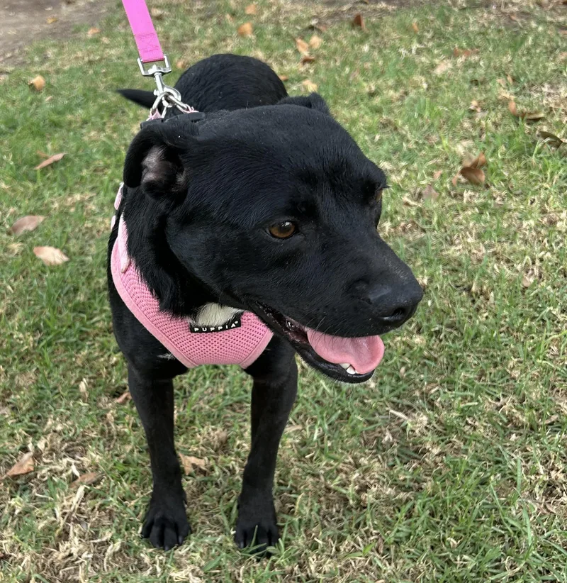 A young small-sized female Black Patterdale Terrier / Fell Terrier dog named Sara for adoption in Bell Gardens, CA