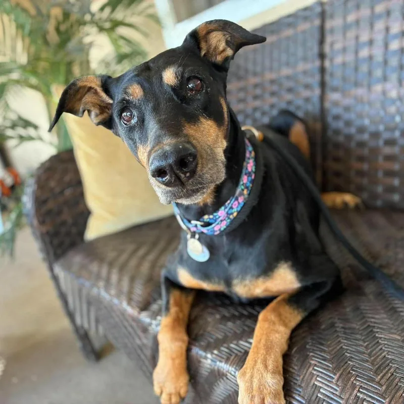 A senior large-sized female Doberman Pinscher dog named Mystery for adoption in Ramona, CA