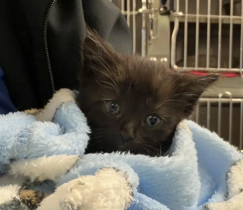 A baby medium-sized female Black Domestic Short Hair cat named Dime for adoption in Liberty, MO