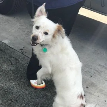 An adult medium-sized male White / Cream Brittany Spaniel dog named Toby for adoption in Jupiter, FL