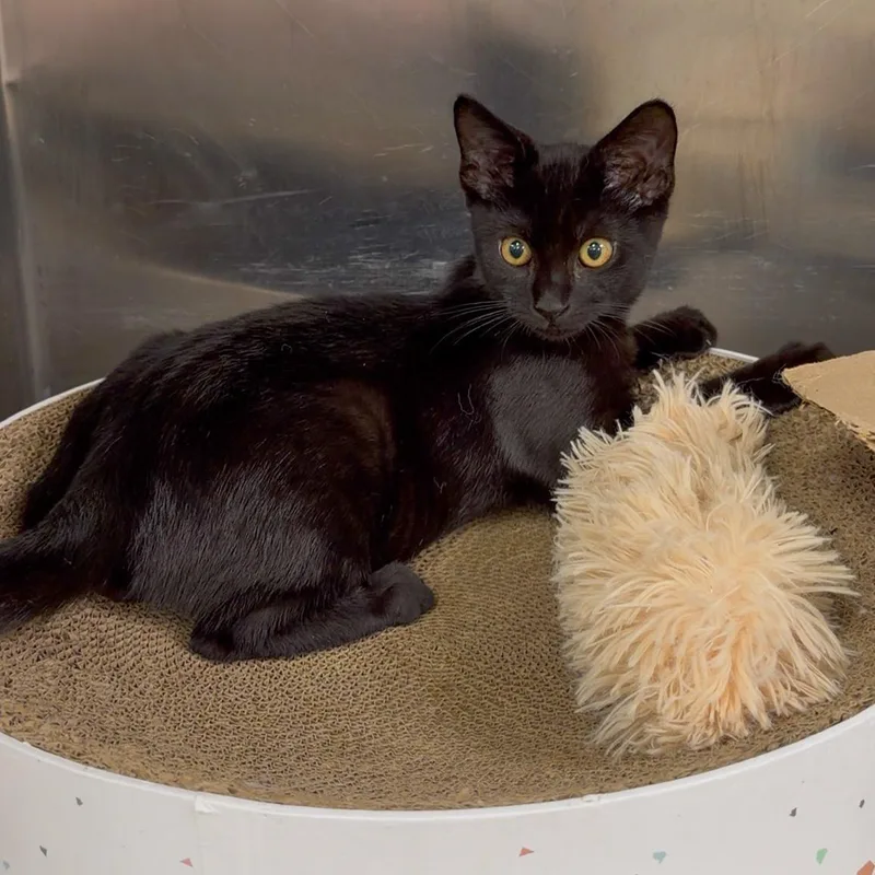A baby medium-sized male Black Domestic Short Hair cat named Dace for adoption in Stamford, CT