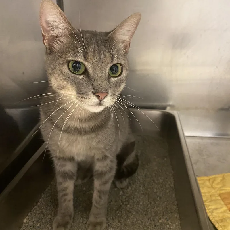 A young medium-sized female Gray / Blue / Silver Domestic Short Hair cat named Claire for adoption in Monroe, LA