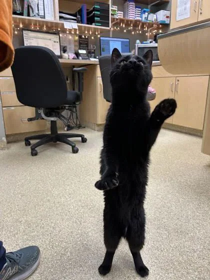 An adult medium-sized male Domestic Short Hair cat named Kettle for adoption in Munster, IN