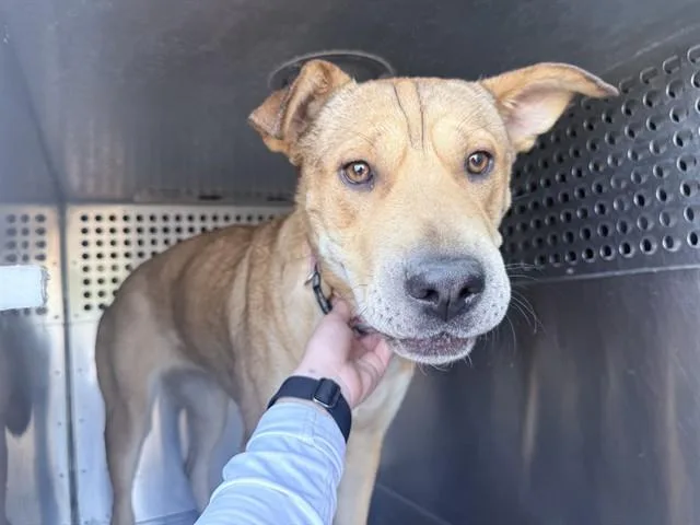 A young large-sized female Shar-Pei dog named Lynn for adoption in Phoenix, AZ