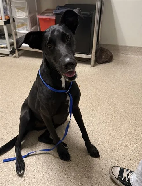 An adult large-sized female Great Dane dog named Daisy for adoption in Bakersfield, CA