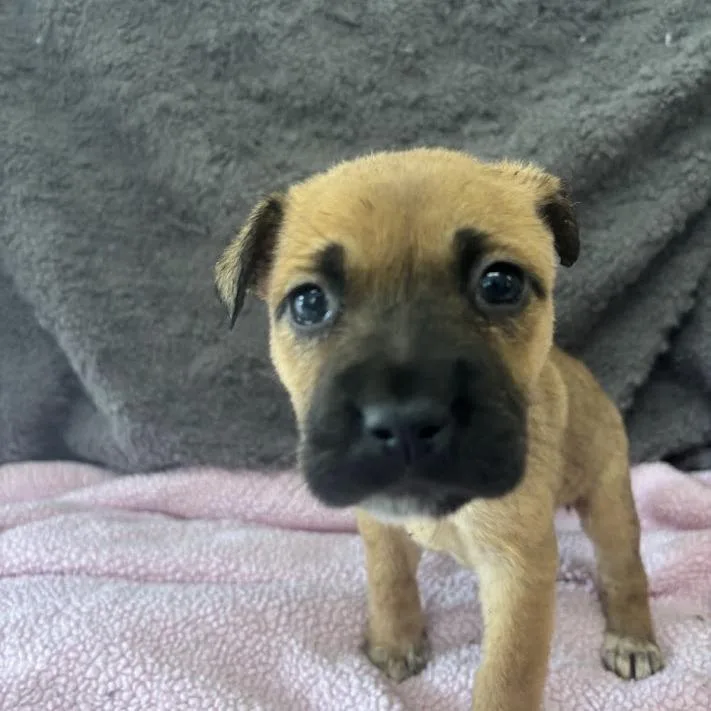 Hinge thumbnail 5