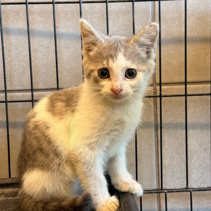 A baby small-sized female Gray / Blue / Silver Domestic Short Hair cat named Flipflop for adoption in Hinsdale, IL