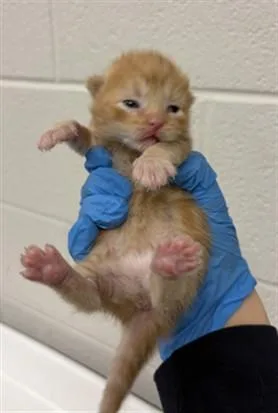 A baby small-sized female Domestic Short Hair cat named Lamborghini for adoption in Derwood, MD