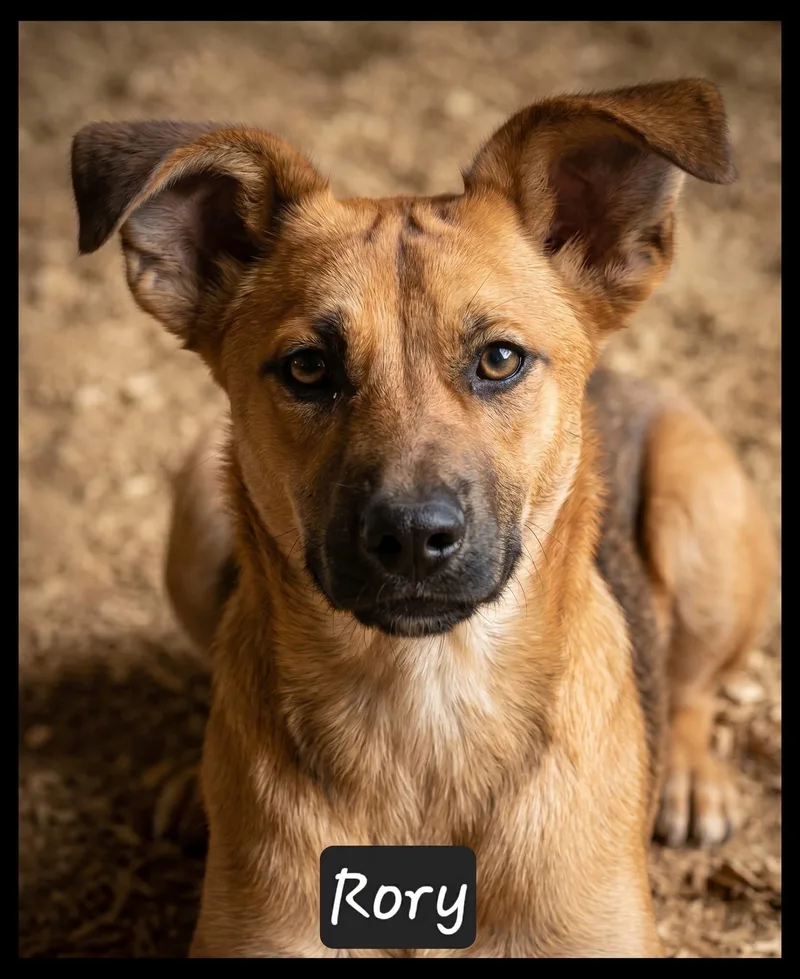A young medium-sized male Terrier dog named Rory for adoption in Granbury, TX