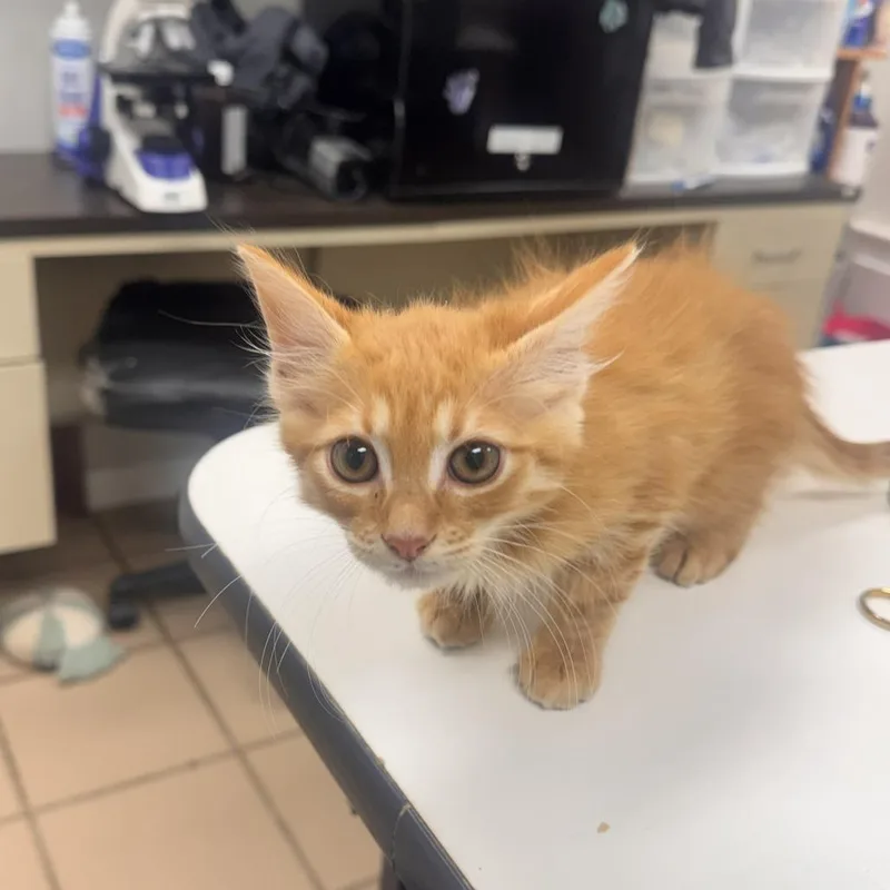 A baby small-sized male Orange / Red Domestic Long Hair cat named Maverick for adoption in Starkville, MS